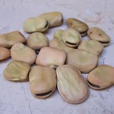 Attēlu rezultāti vaicājumam “Vicia faba”