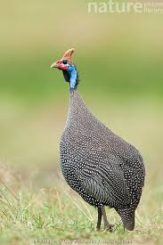 Attēlu rezultāti vaicājumam “Numida meleagris”