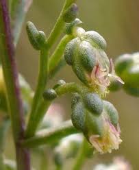 Attēlu rezultāti vaicājumam “Artemisia campestris bud”