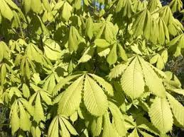 Attēlu rezultāti vaicājumam “Aesculus x neglecta”