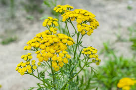 Image result for Tanacetum vulgare