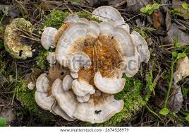 Attēlu rezultāti vaicājumam “Trametes ochracea”