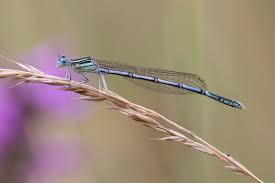 Attēlu rezultāti vaicājumam “Platycnemis pennipes female”