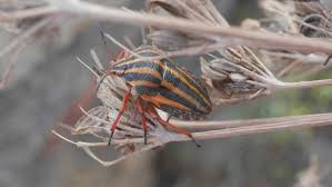 Attēlu rezultāti vaicājumam “Graphosoma lineatum imago”