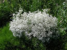 Attēlu rezultāti vaicājumam “Galium boreale fruit”