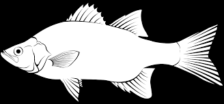 Image result for Morone chrysops