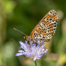 Attēlu rezultāti vaicājumam “Melitaea didyma male”