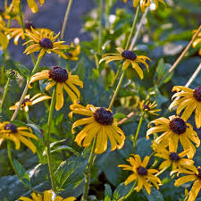 Image result for Rudbeckia fulgida