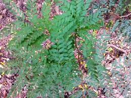 Attēlu rezultāti vaicājumam “Gleditsia triacanthos flower”