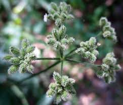 Attēlu rezultāti vaicājumam “Torilis japonica leaf”
