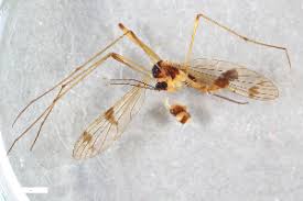 Attēlu rezultāti vaicājumam “Ptychoptera sp.”