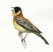 Image result for Emberiza melanocephala