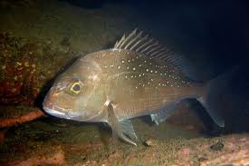 Image result for Polysteganus undulosus
