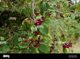 Attēlu rezultāti vaicājumam “Lonicera xylosteum fruit”