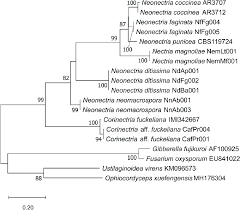 Attēlu rezultāti vaicājumam “Nectria sp., Neonectria sp.”