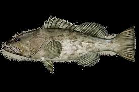 Image result for Mycteroperca microlepis