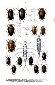 Attēlu rezultāti vaicājumam “Dytiscidae”