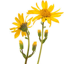 Attēlu rezultāti vaicājumam “Arnica montana”