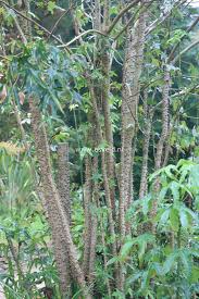 Attēlu rezultāti vaicājumam “Kalopanax septemlobus”