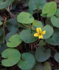 Attēlu rezultāti vaicājumam “Viola uliginosa leaf”
