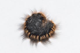 Attēlu rezultāti vaicājumam “Macrothylacia rubi larva”