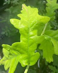 Attēlu rezultāti vaicājumam “Quercus robur leaf”