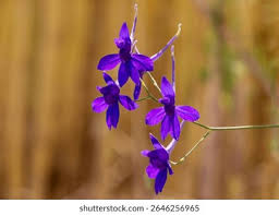 Attēlu rezultāti vaicājumam “Consolida regalis flower”