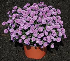 Image result for Aster novi-belgii