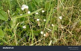 Attēlu rezultāti vaicājumam “Alisma lanceolatum”