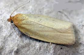 Attēlu rezultāti vaicājumam “Aphelia paleana”