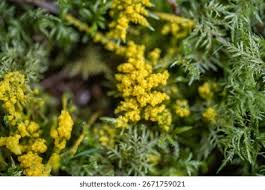 Attēlu rezultāti vaicājumam “Lignydium muscorum plasmodium”