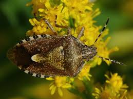 Attēlu rezultāti vaicājumam “Dolycoris baccarum”