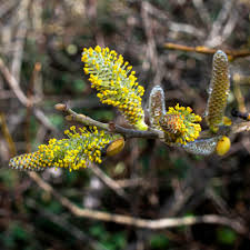 Attēlu rezultāti vaicājumam “Salix myrsinifolia male flower”