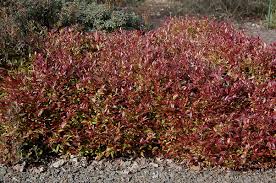 Attēlu rezultāti vaicājumam “Lycogala maculatum sessile”