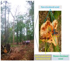 Image result for Wood Green A F S Association