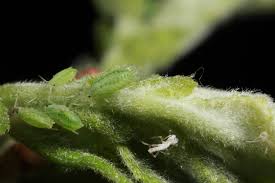 Attēlu rezultāti vaicājumam “Salix aurita bud”