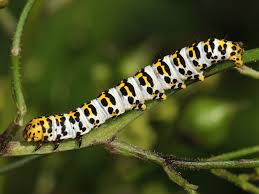Attēlu rezultāti vaicājumam “Shargacucullia scrophulariae larva”