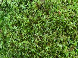 Attēlu rezultāti vaicājumam “Pleurozium schreberi sporophyte”