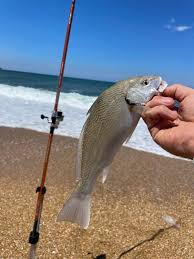 Image result for Umbrina cirrosa