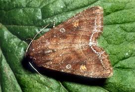 Attēlu rezultāti vaicājumam “Lacanobia oleracea”