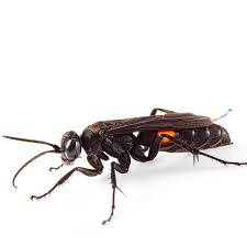 Attēlu rezultāti vaicājumam “Pompilidae”