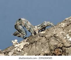 Attēlu rezultāti vaicājumam “Mamestra brassicae exuvia”