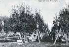 Farm Labor Organizing in Washington State