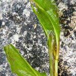 Attēlu rezultāti vaicājumam “Potamogeton lucens leaf”