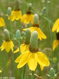 Image result for Ratibida columnifera