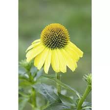 Image result for Sonnenhut