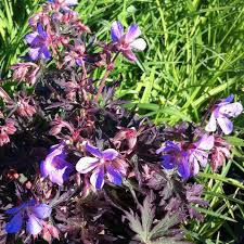 Attēlu rezultāti vaicājumam “Geranium pratense”