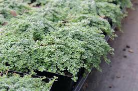 Attēlu rezultāti vaicājumam “Thymus serpyllum”