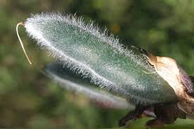 Attēlu rezultāti vaicājumam “Lupinus polyphyllus fruit”