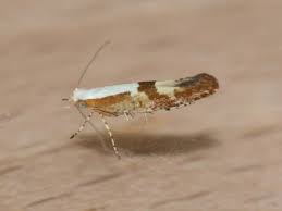 Attēlu rezultāti vaicājumam “Argyresthia pruniella”